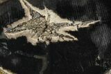 Petrified Wood (Schinoxylon) Limb Section - Blue Forest, Wyoming #371068-1